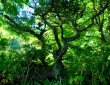 Urwald auf Herm