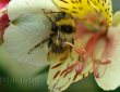 Hummel in Blüte