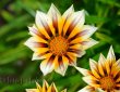 Sternblume