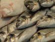 Fische zum Verkauf