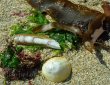 Muscheln und Tang