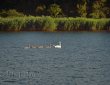 Schwanenfamilie in der Bucht