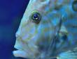 Fisch im Ozeaneum