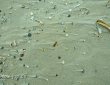Muschelreste und Sand