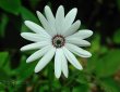 Blüte weiße Sternblume
