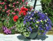 Blumen vor dem Haus Sablonerie