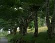Ulmenallee