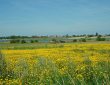 Rapsfeld mit Pferden