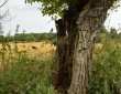 Weide am Wegrand
