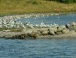 Ausfahrt in den Als Fjord an Möven vorbei