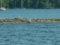 Ausfahrt in den Als Fjord an Möven vorbei