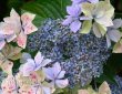 Hortensie