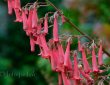 rote Trompetenblumen