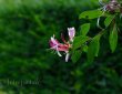 Blüte vor grünem Hintergrund