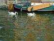 Schwäne im Hafen