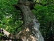 knorriger Baum