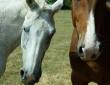 Schimmel und Fuchs