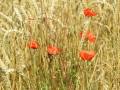 Mohnblumen im Feld