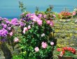 Rosen und Mittagsblumen