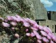 Blumen auf dem Fels mit Burg