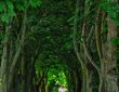 Allee