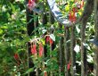 Gartentor mit Fuchsien