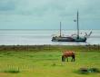 Pferd und Schiff Idyll am Wattenmeer