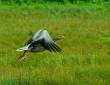 Gans fliegt davon