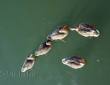 Entenfamilie
