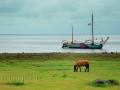 Pferd und Schiff Idyll am Wattenmeer