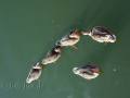 Entenfamilie