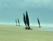 Strandsegler Gruppe von hinten
