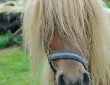 Pony