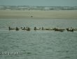 Seehunde auf Sandbank