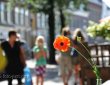 Mohnblume als Tischdeko