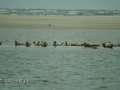 Seehunde auf Sandbank