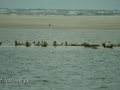 Seehunde auf Sandbank