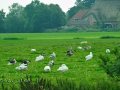 Reet gedeckter Hof mit Enten und Gänsen